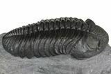 Exceptional, Drotops Trilobite - Mrakib, Morocco #153966-3